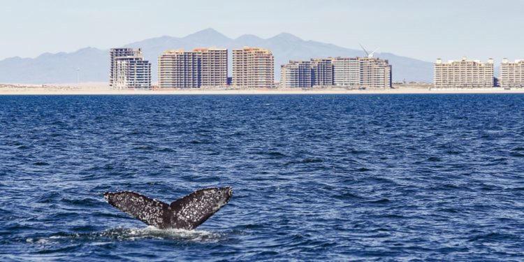 海滨索诺兰Spa公寓 Puerto Peñasco 外观 照片